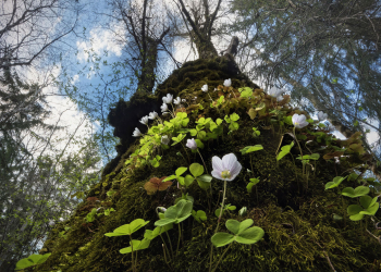 sauerklee-wald-baum-moos-2104211643