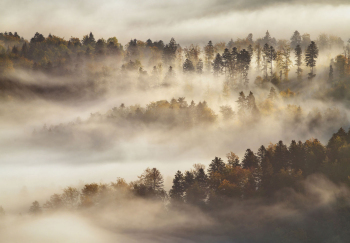 schwaebische-alb-wald-1810040836