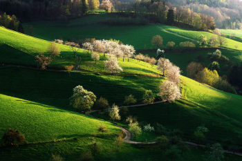schwarzwald-fruehling-kirschen-bluete-1904181830
