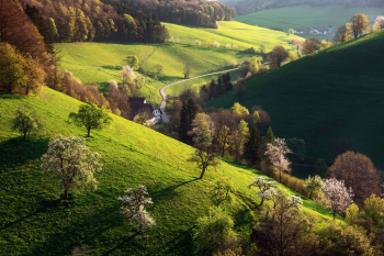 schwarzwald-kirschbluete-fruehling-baeume-1904190654