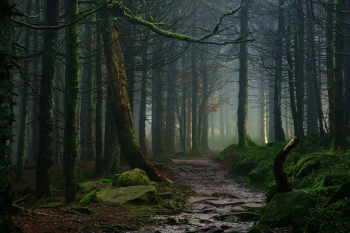 schwarzwald-wandern-pfad-wald-weg-steig-1610260933