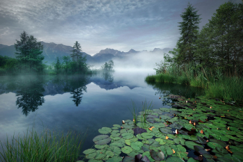 see-seerosen-alpen-1407010519