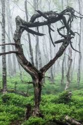 seltsam-gewachsen-baum-hexen-2106061258