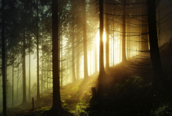 sonnenaufgang-forst-fichten-wald-1504280755