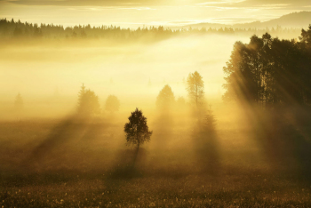 sonnenaufgang-nebel-baum-1706260532
