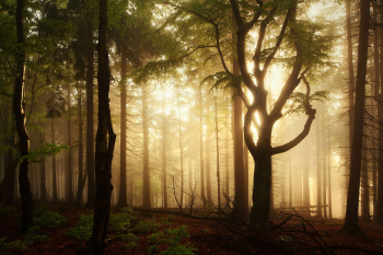sonnenaufgang-oberpfaelzer-wald-1305280607