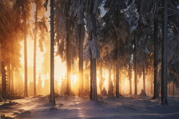 sonnenaufgang-winter-wald-baeume-1912290854