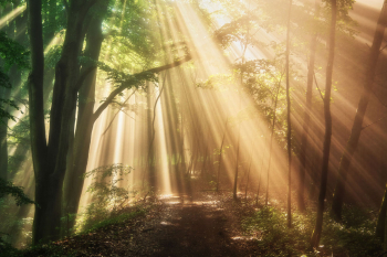 sonnenlicht-licht-strahlen-wald-2106110650