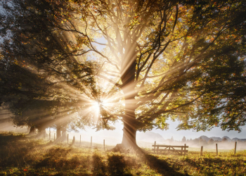 sonnenstrahlen-lichtstrahlen-strahlen-baum-2110150822