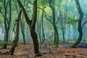 speulderbos-garderen-2009220834