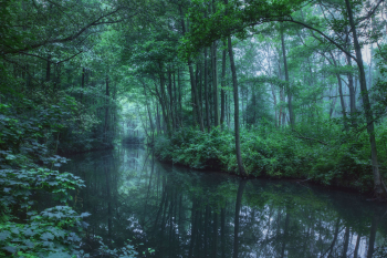 spreewald-wald-kanal-1907140358