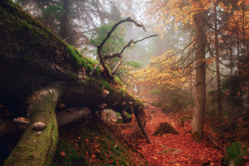 steinwald-bayern-wald-landschaft-1811071213