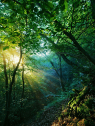 tagesanbruch-wald-sonnenaufgang-1606160536