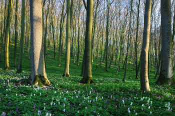teutoburger-wald-lerchensporn-bluete-1904151825