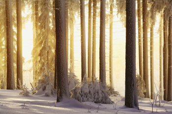 thueringer-wald-winter-schnee-1701181714