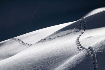 tier-spuren-im-schnee-1901161336