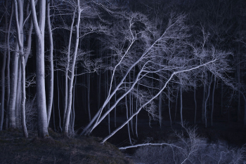 tolle-baeume-wald-1803190514