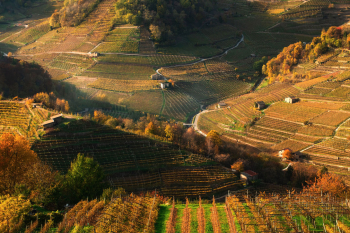 trentino-val-cembra-weinberg-weinbau-2111111414