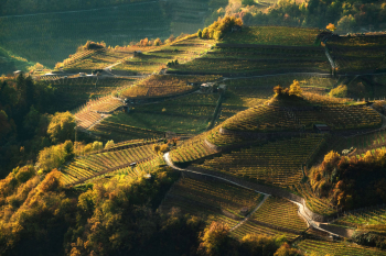 trentino-val-cembra-weinberge-2111111411