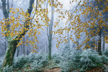 uebergang-herbst-winter-jahreszeiten-1611081101