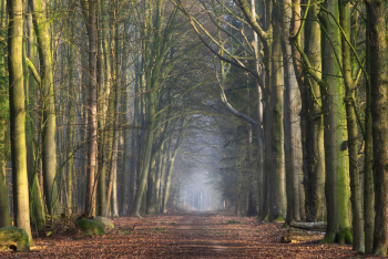 urwald-baumweg-waldweg-niedersachsen-1504090808