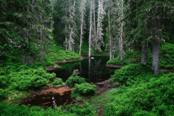 urwald-oesterreich-rauris-1706250712