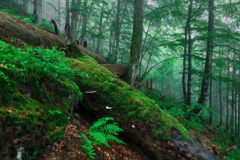 urwald-wald-bayerischer-bayern-1907211243