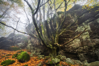 vielstaemmige-buche-bayern-oberpfalz-2210221127