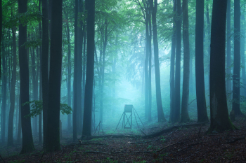 vogelsberg-wald-hochsitz-1907130501