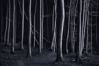 wald-abstrakt-monochrom-1803190529