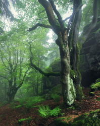 wald-alter-baum-bayern-natur-wildnis-1305280905