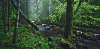 wald-bach-moos-wild-1505151844