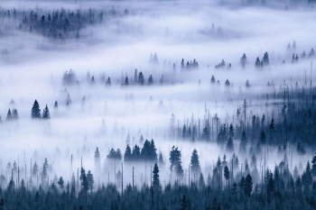 wald-baeume-bayerischer-sumava-1810080713