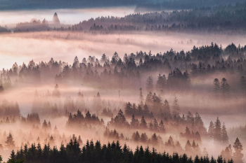 wald-baeume-herbst-nebel-1907220450