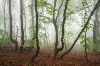 wald-baeume-moos-krumm-2106060542
