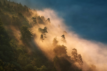 wald-baeume-schwaebische-alb-1906180458