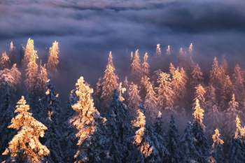 wald-baeume-winter-verschneit-1912290808