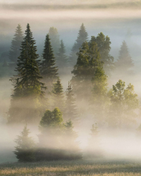 wald-baum-nebel-1906260449