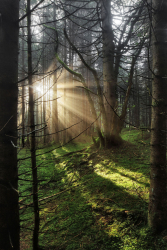 wald-baum-sonne-moos-1309070812