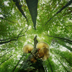 wald-baumkronen-blaetterdach-von-unten-1610081109