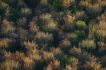 wald-baumkronen-fruehling-1804110608