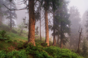 wald-bergwald-naturnah-fichten-2107030415