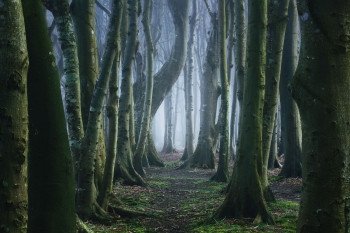 wald-buchen-mystisch-1703281201