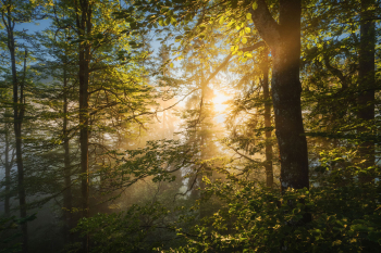 wald-buchen-sonnenaufgang-2208090522