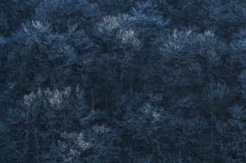 wald-dunkel-fineart-abstrakt-1902071048