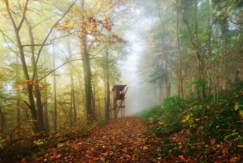 wald-esskastanien-pfaelzer-wald-1610281001