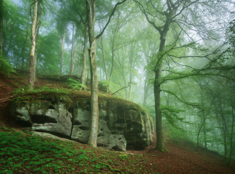 wald-felsen-eifel-1904290907