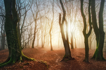 wald-fruehherbst-herbstbeginn-1904080716
