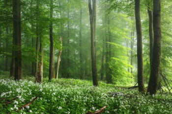 wald-fruehling-blumen-2106050656