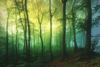 wald-fruehling-gruen-1805250522